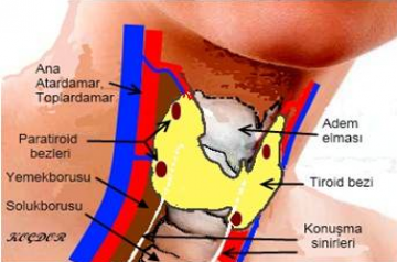 Endokrin Cerrahisi (Tiroid- Paratiroid)